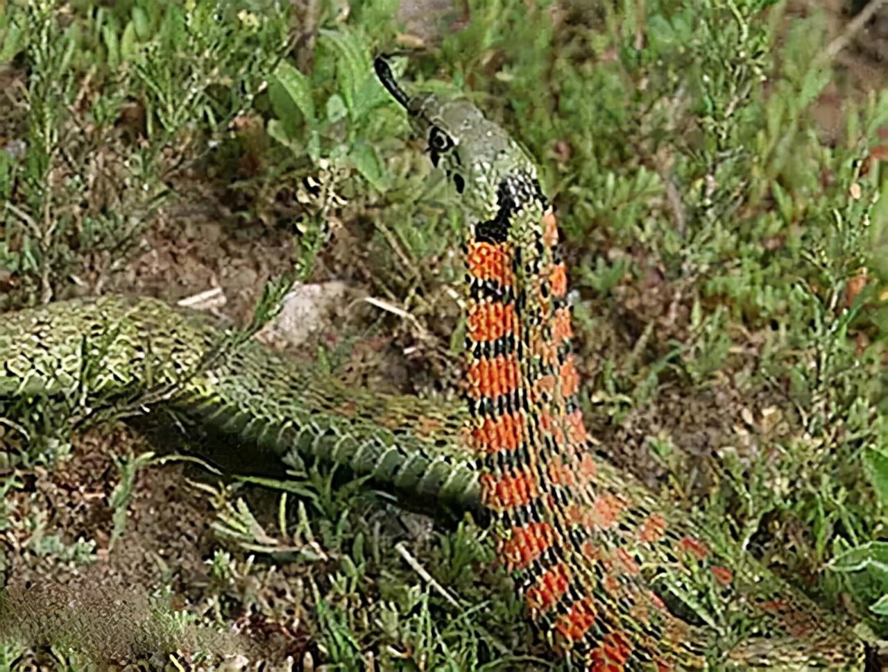 湖北小巷深处的味觉盛宴